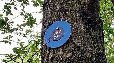 Blaue Plakette an einem Gemeinschaftsbaum im Begräbnisforst Thale.