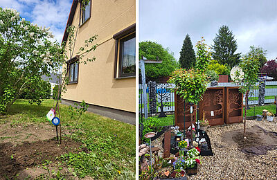 Collage von zwei Tree of Life Bäumen, links ein einzelner und rechts zwei Bäume