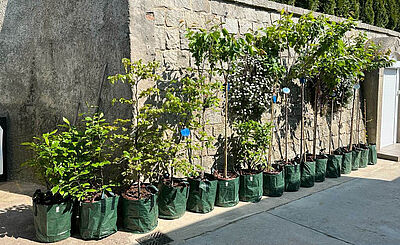 "Tree of Life"-Bestattung im eigenen Garten.